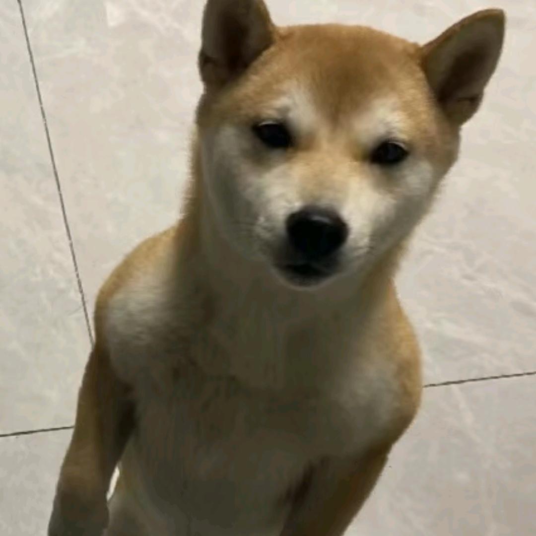 王子鑫