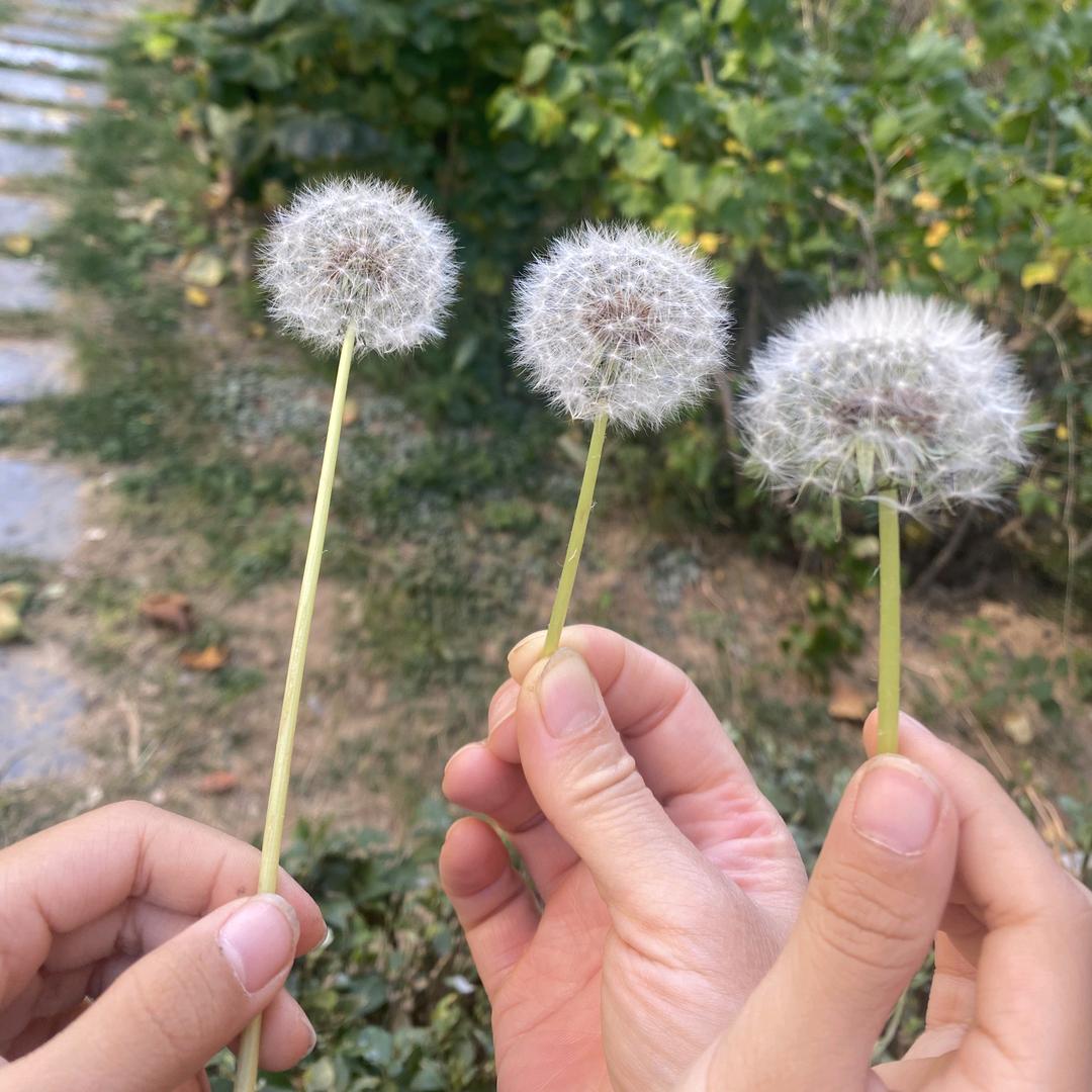 苹果手机原拆配件