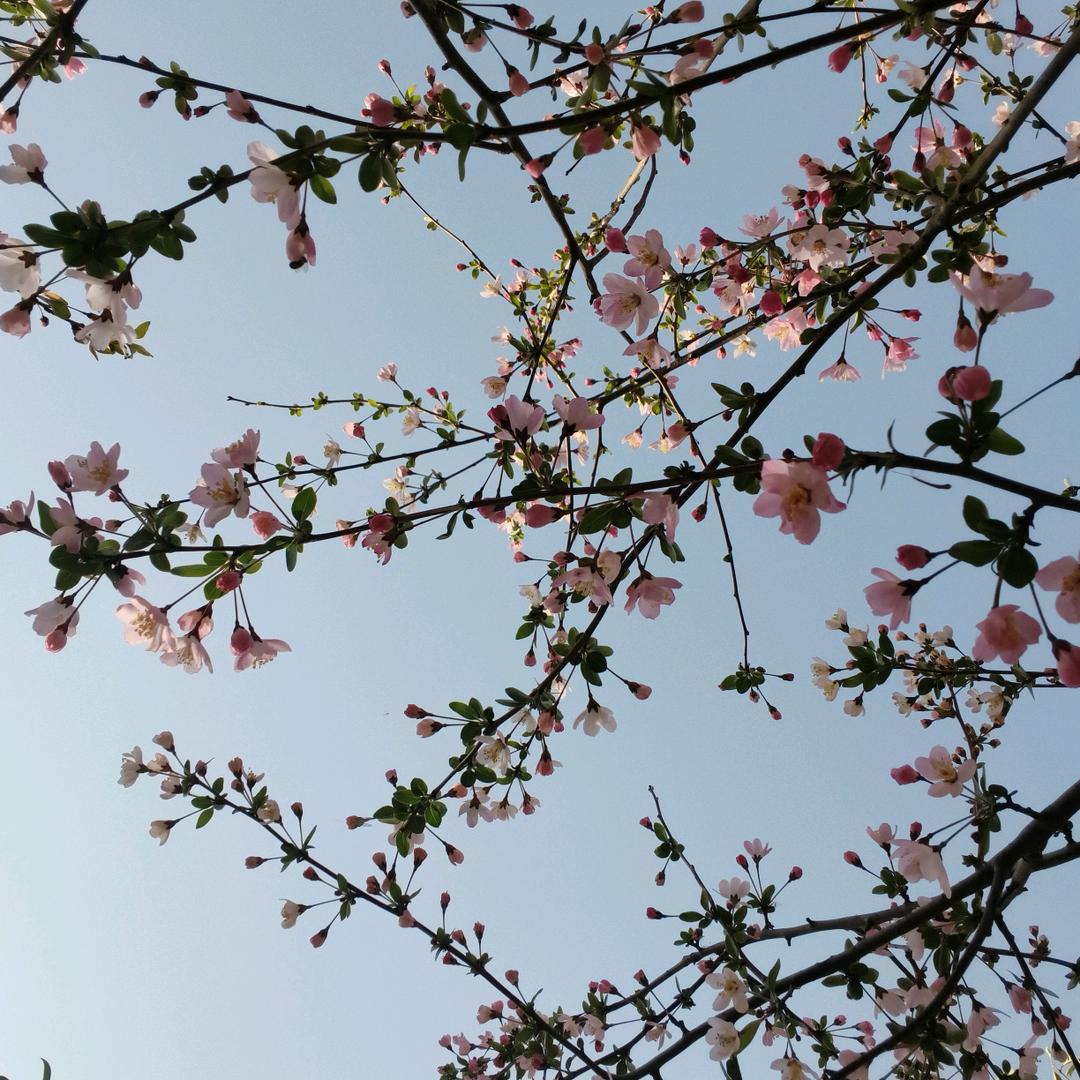 花开时节
