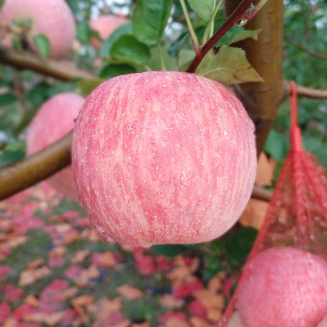洛川苹果🍎