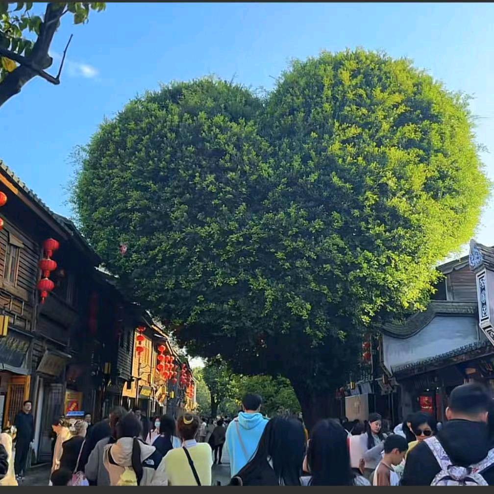 ✨刘刘✨