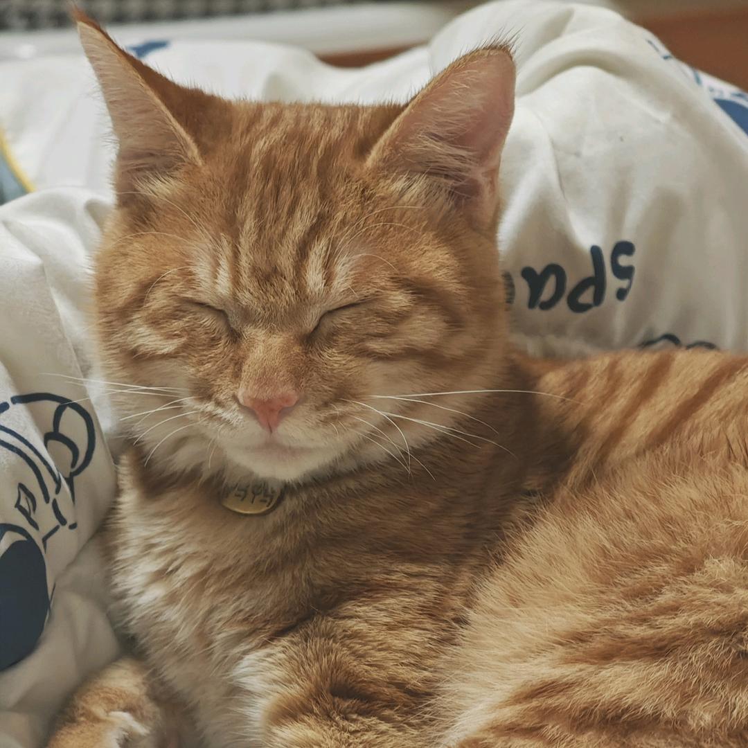 臭猫鸭鸭（看到了叫我去学习）