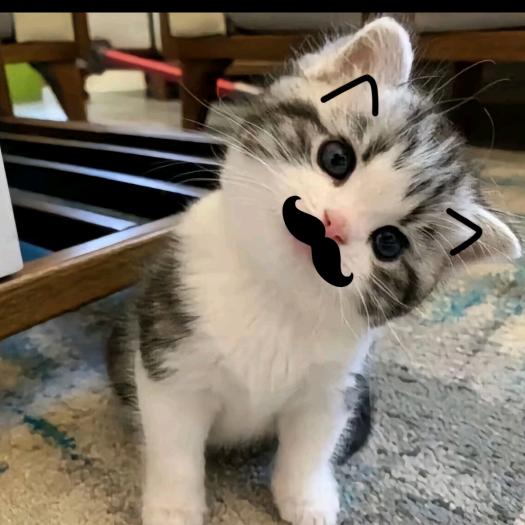 🐾