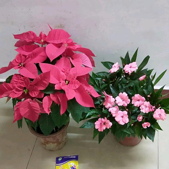 🌾  错过🌸 的💐 花季🌷