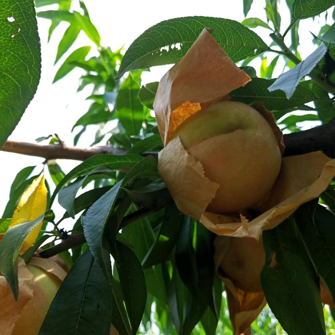 南汇水蜜桃🍑黄桃采摘园。