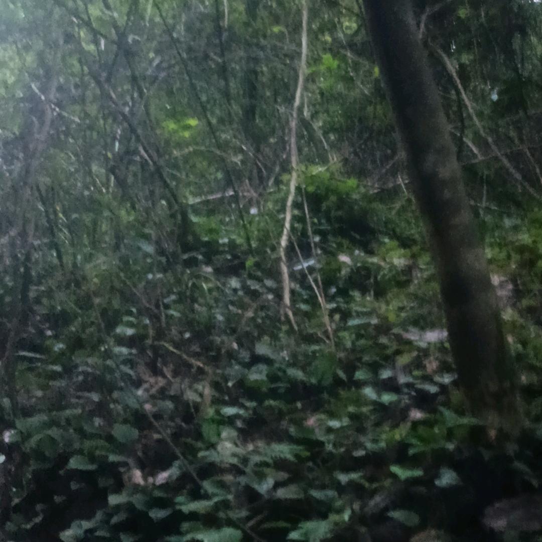 静默