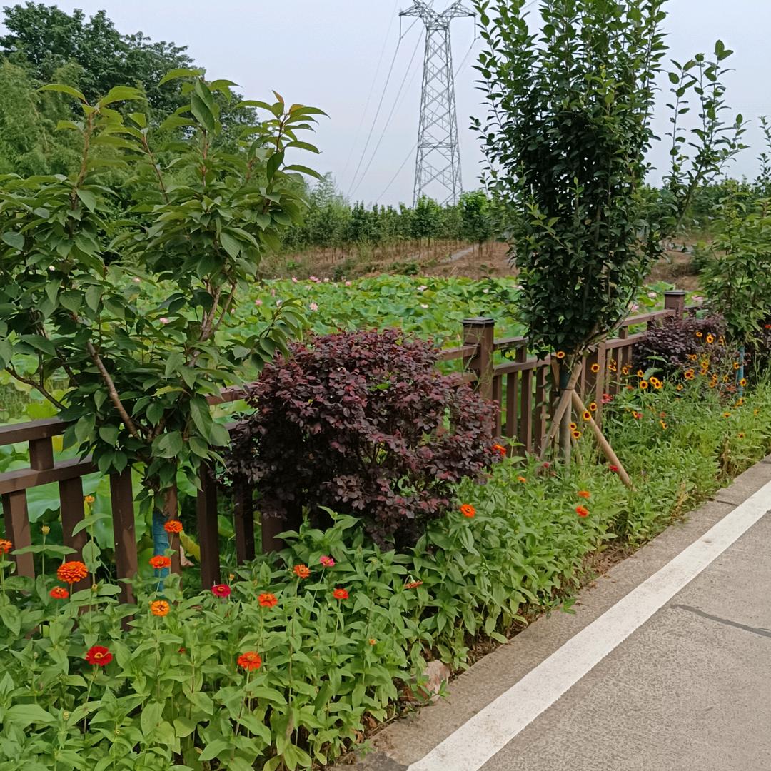 晨曦🌺🌿🌹🌸