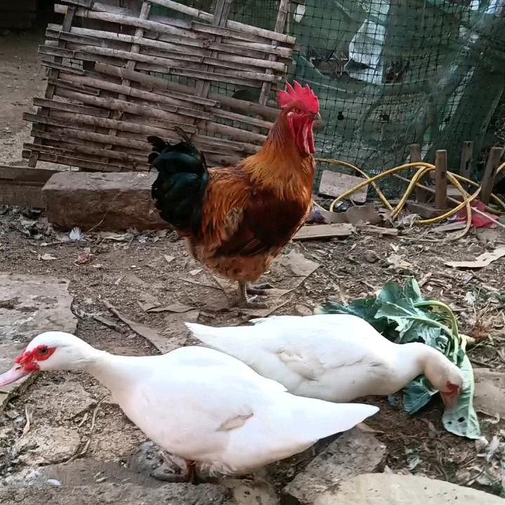 不再打扰