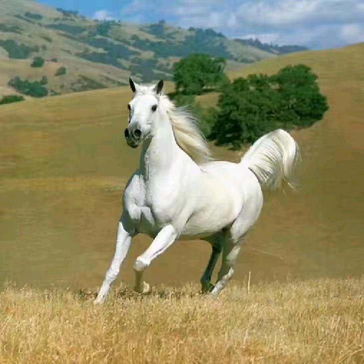 🍁🌜漂泊的过客