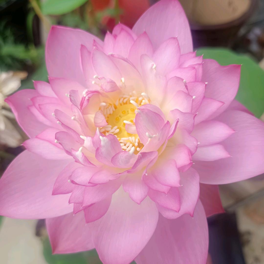 绝色双娇