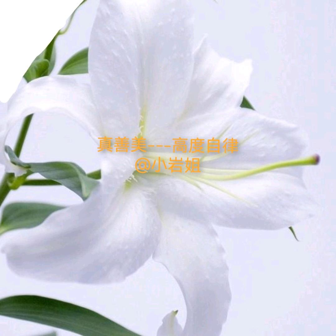 小岩姐💎