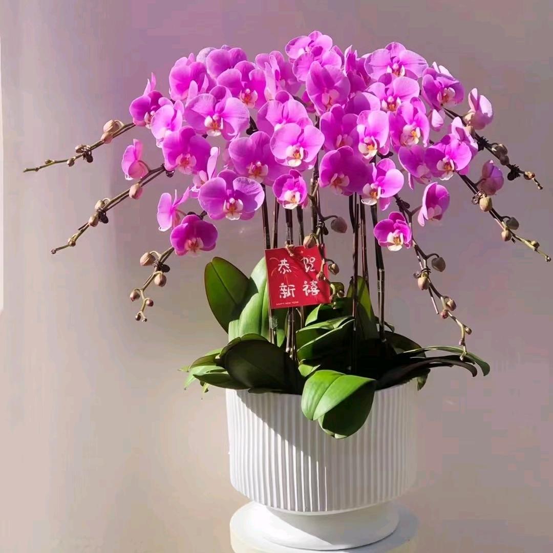 苏州绿植租赁-苏州一丛花园艺