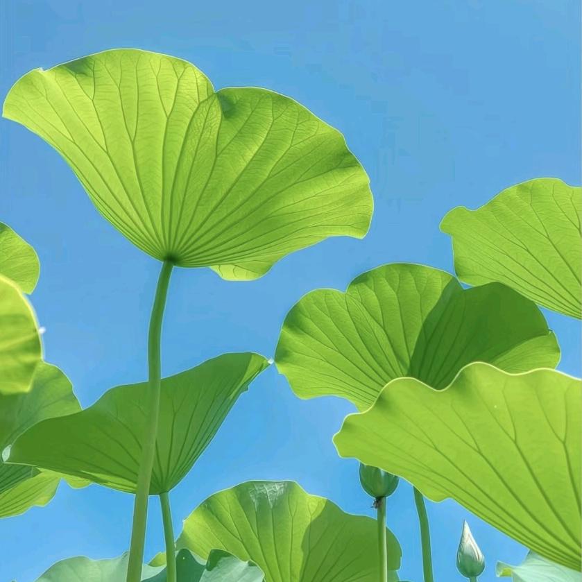 沐恩🌸