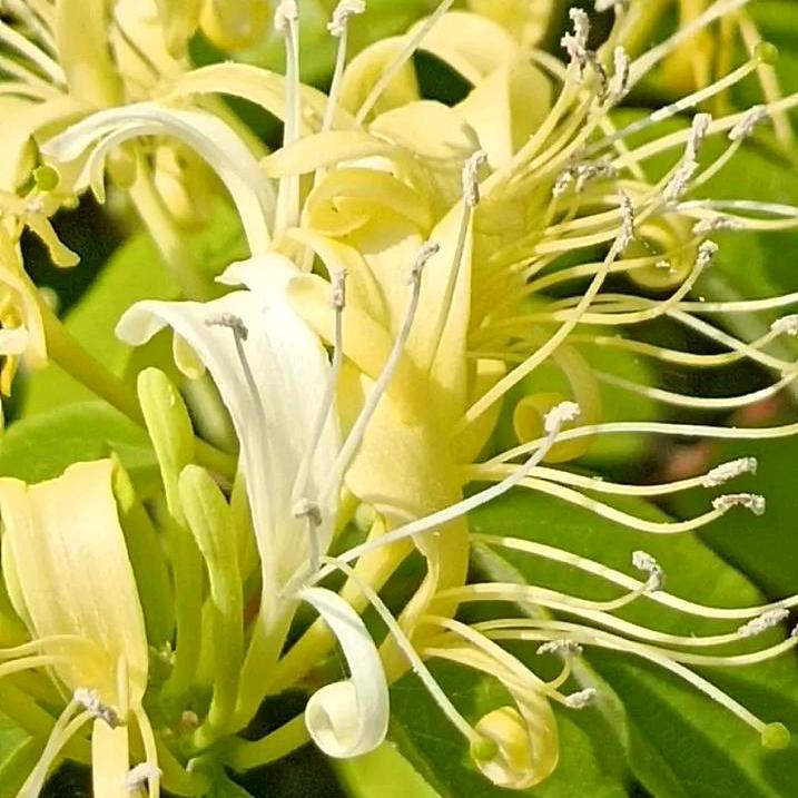 山东金银花强哥