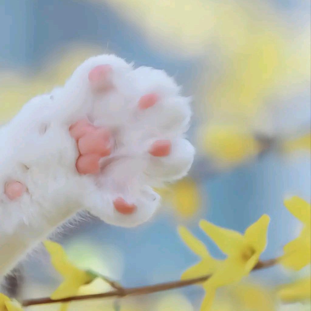 妙淼