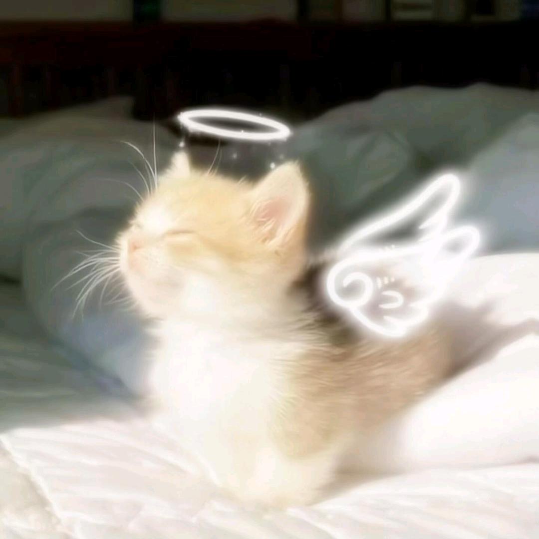地瓜地瓜