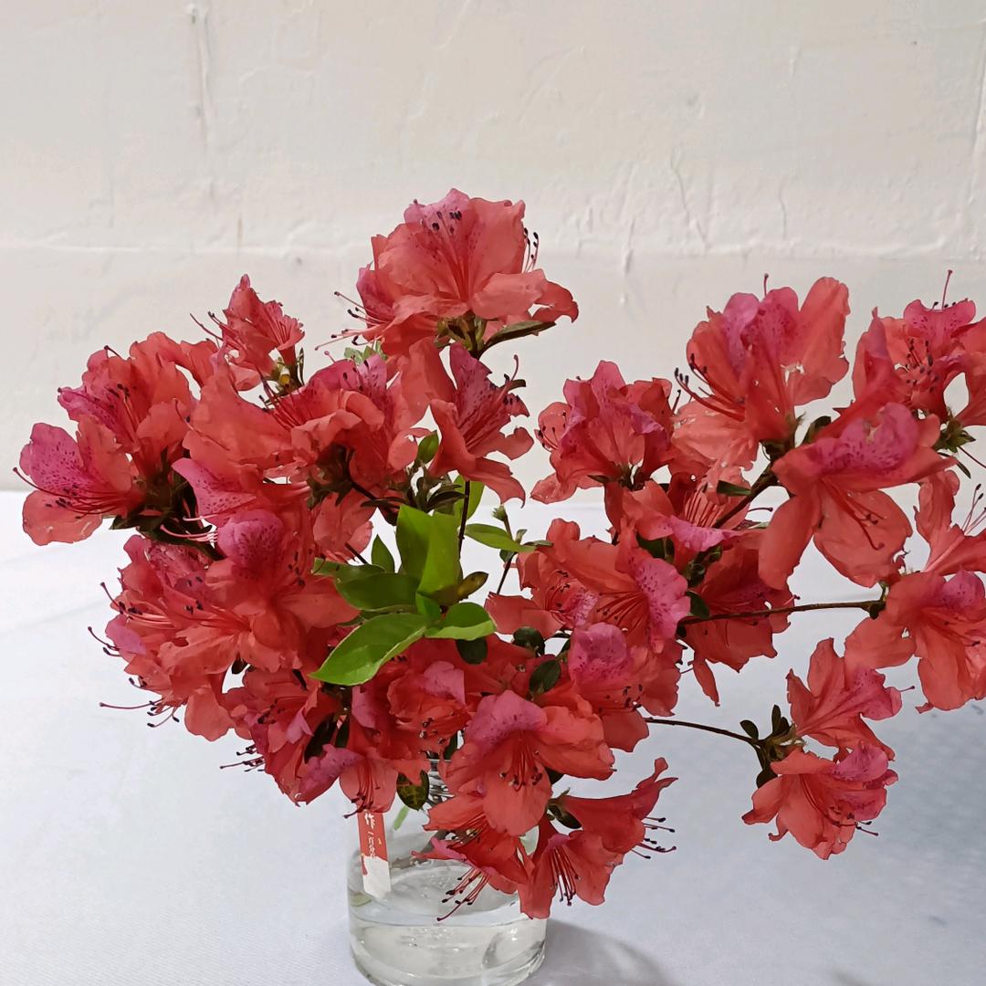 风雨之后见彩虹。