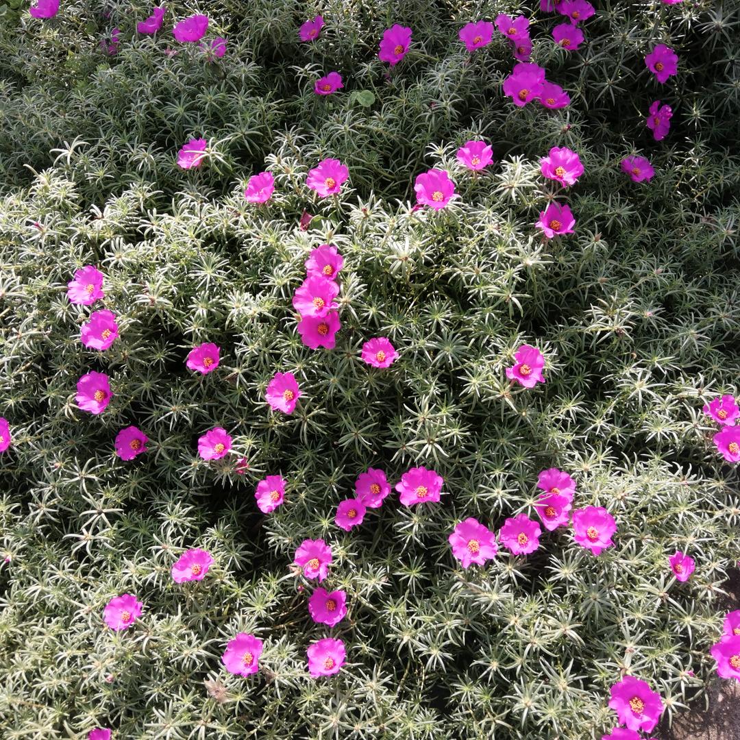 楼顶🌺