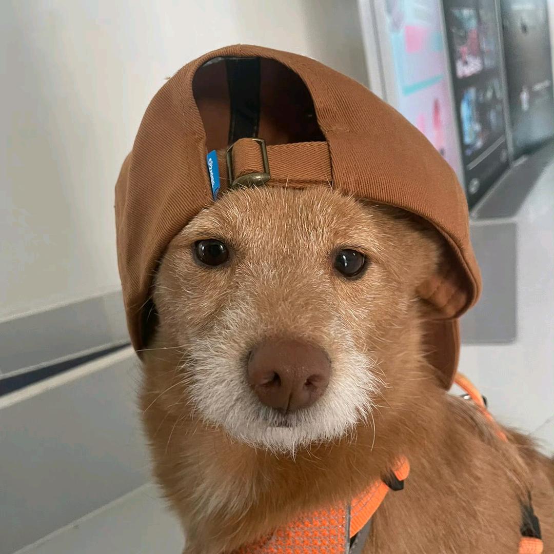 大大的分享