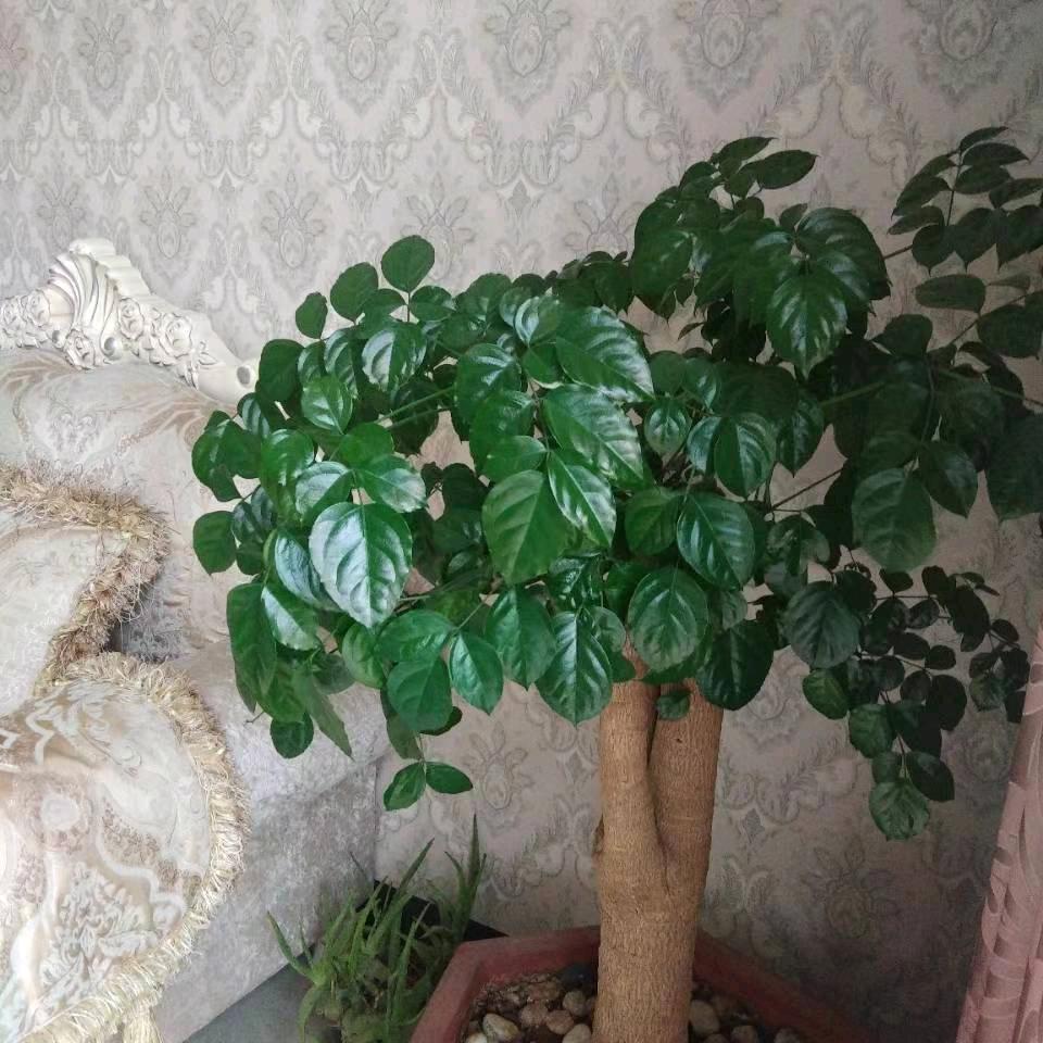 姐妹八音