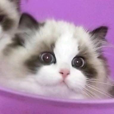 如影随形布偶猫咖