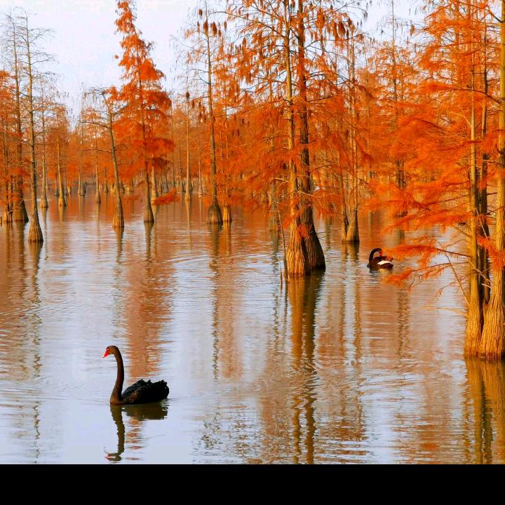 为民播下太平春