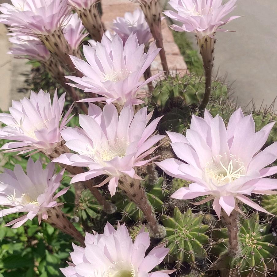 ꪟꪲᐝ日久见人心🌹🌹🌻