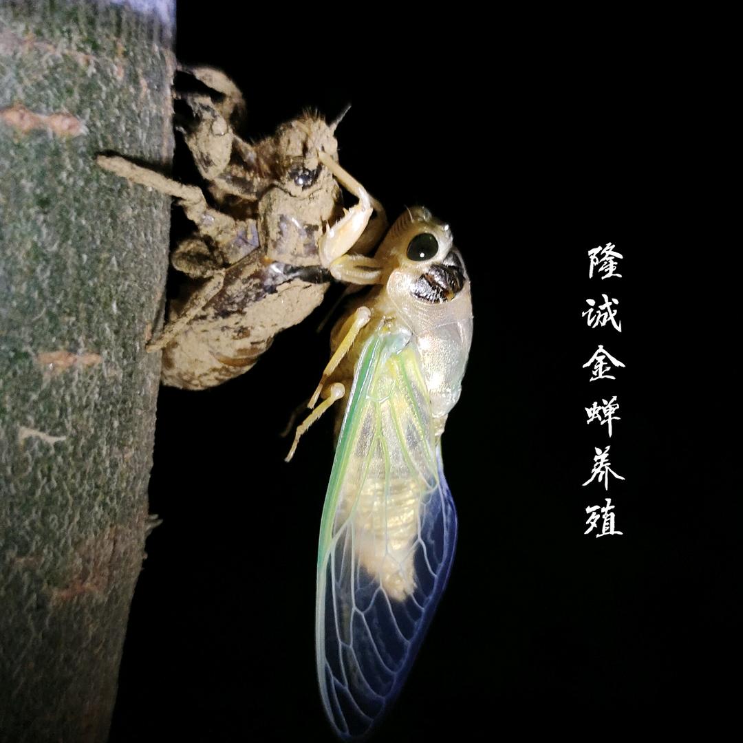 临沂隆城金蝉养殖农场