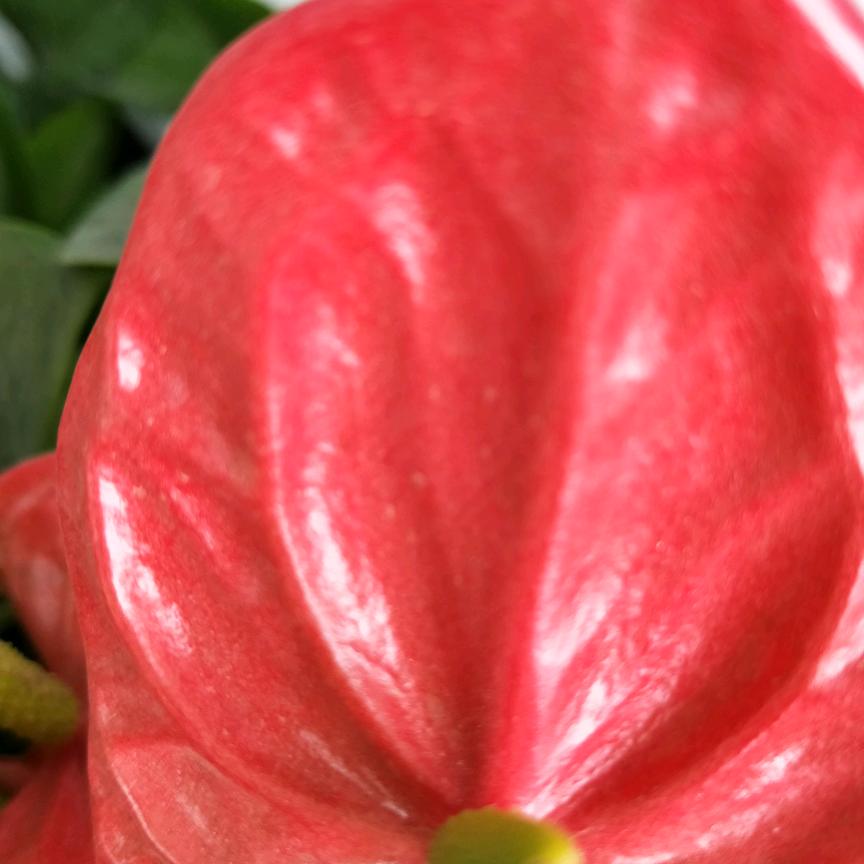 ᥫᩣ໌້ᮨ+ᥫᩣ໌້ᮨ=ᥫᩣ²