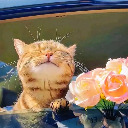 月亮上的摇滚兔