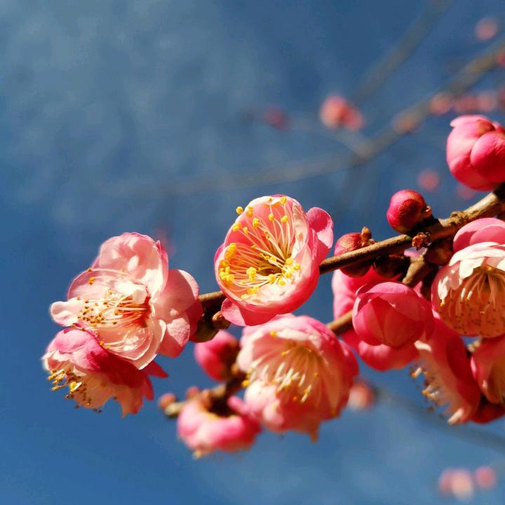 北方头像