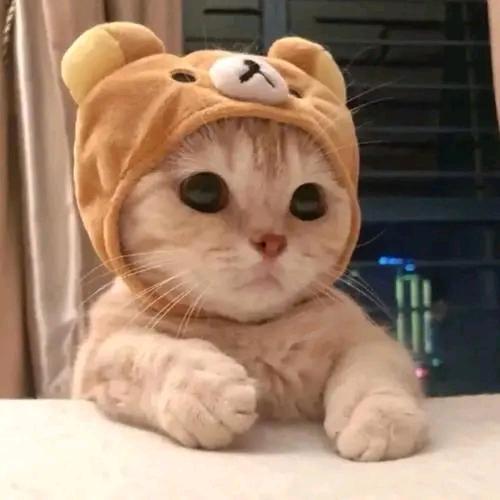 星鑫生活家