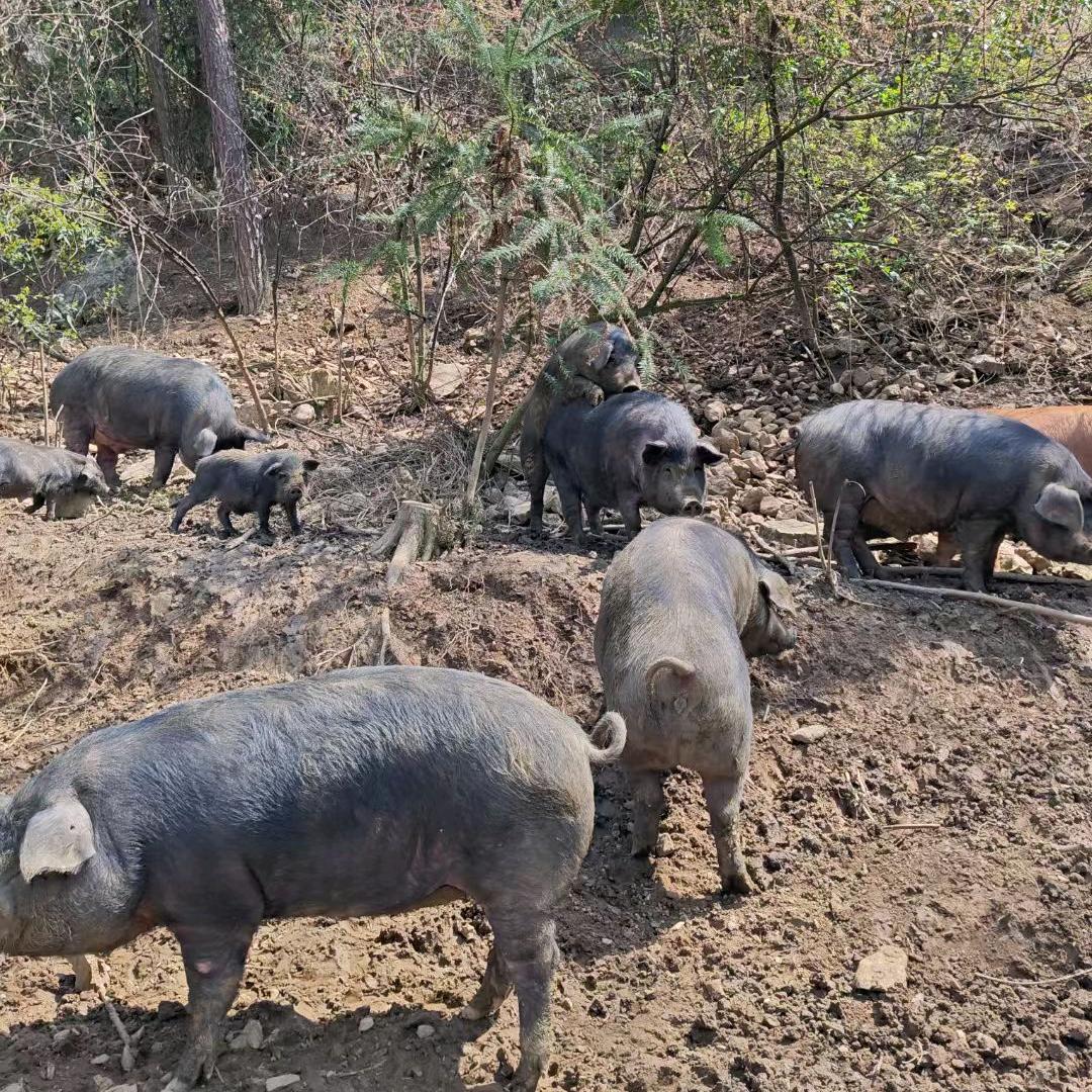 黑山土炕老腊肉