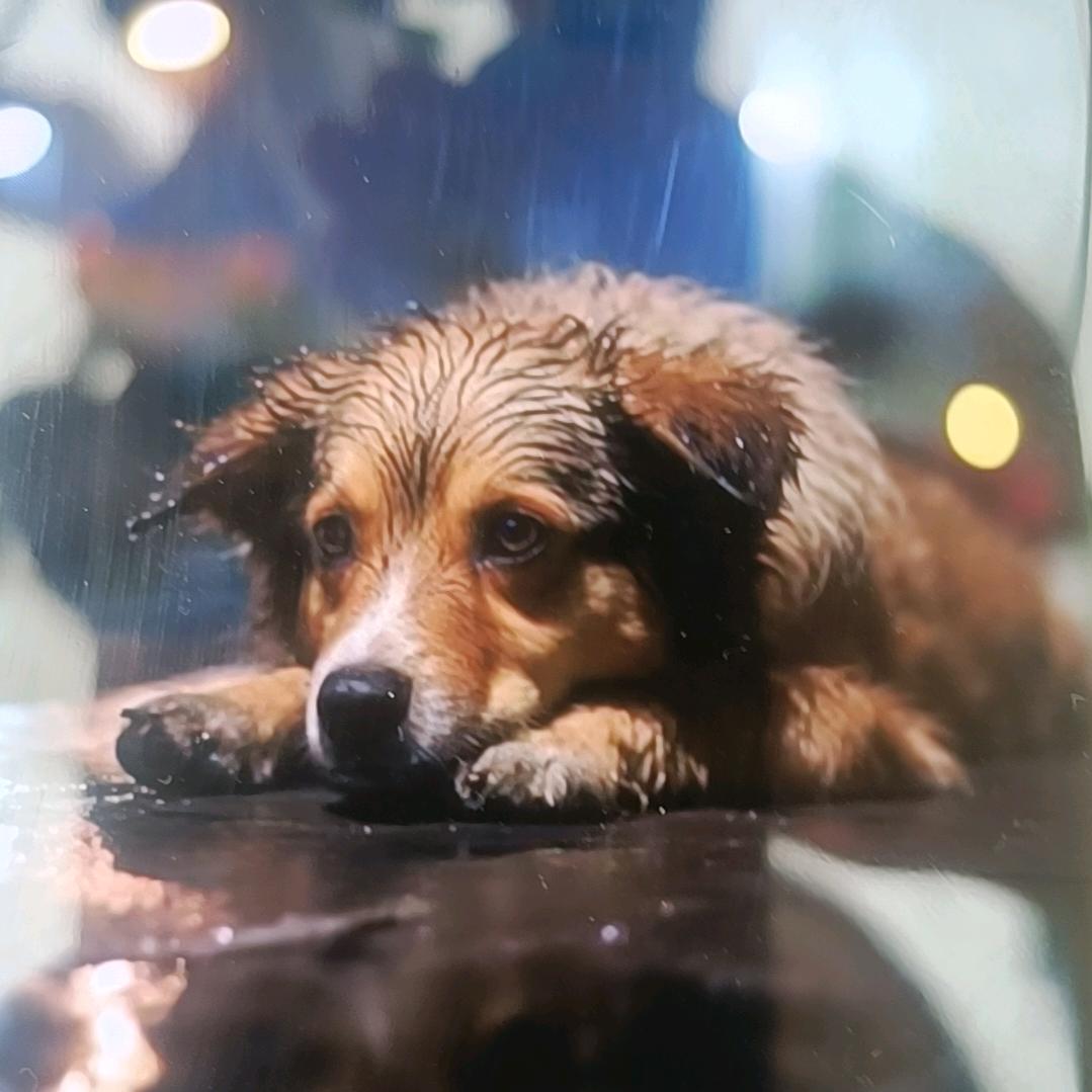 老于大姐和流浪狗