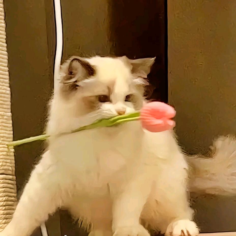 苏打.