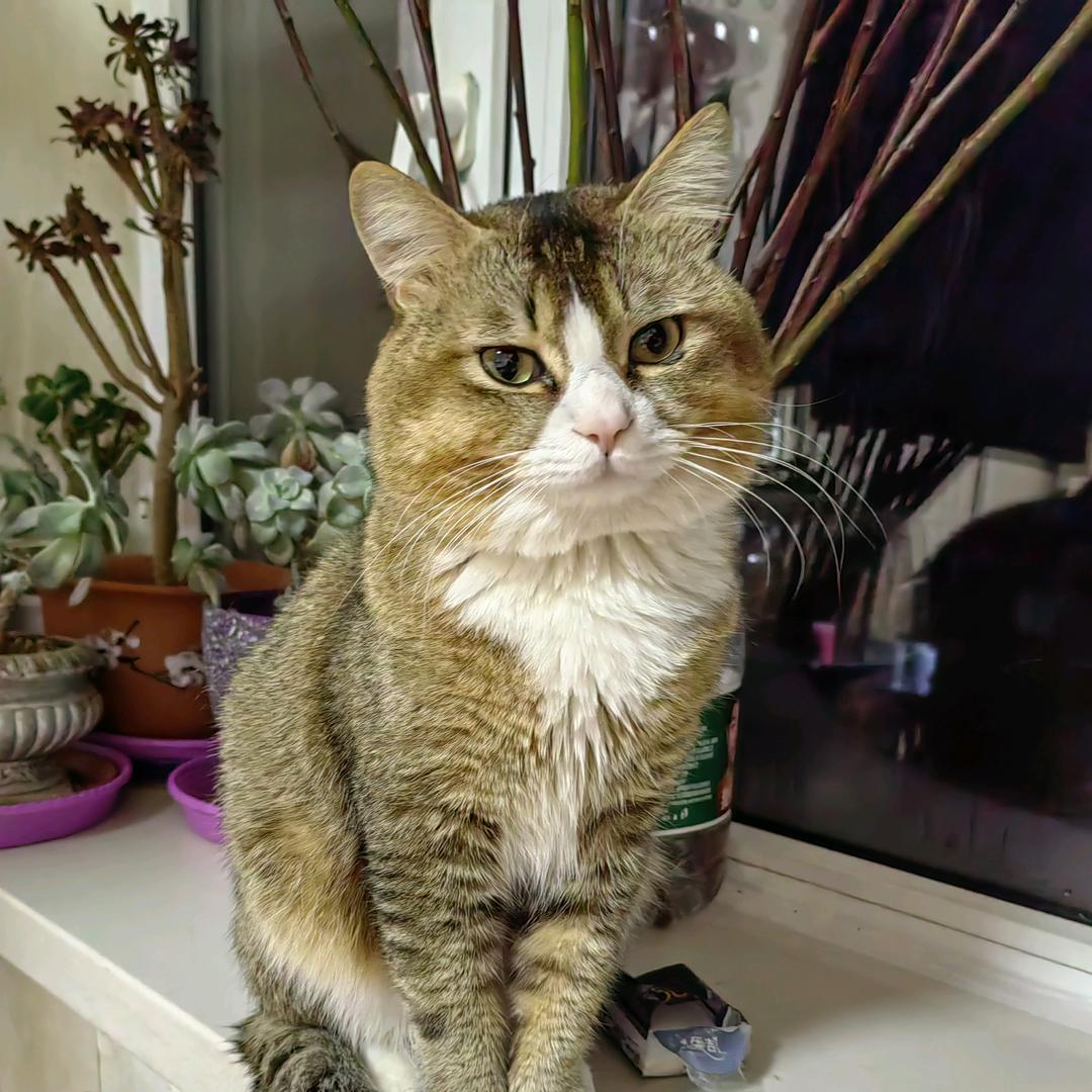 老张爱养猫
