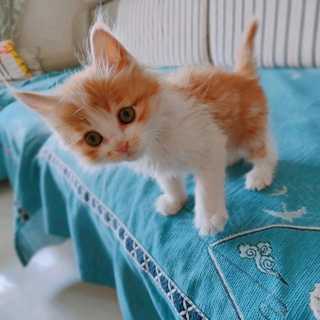 🌈小🐱多咪多多橘ξ( ✿＞◡❛)