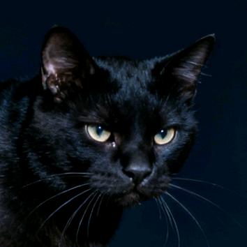 自由野猫