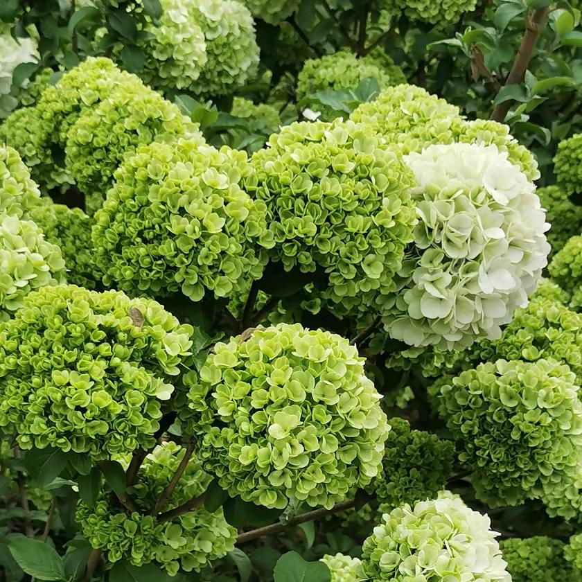龙宇造园🏡花艺师