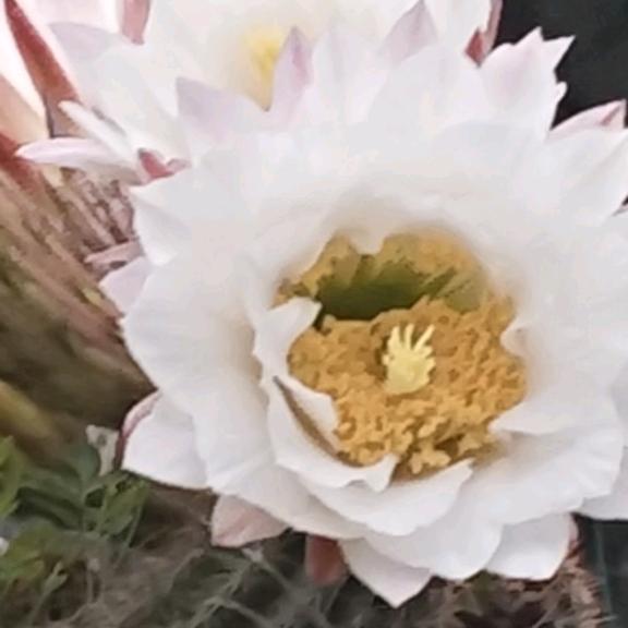 🌸旺🌸旺🌸鲜🌸贝