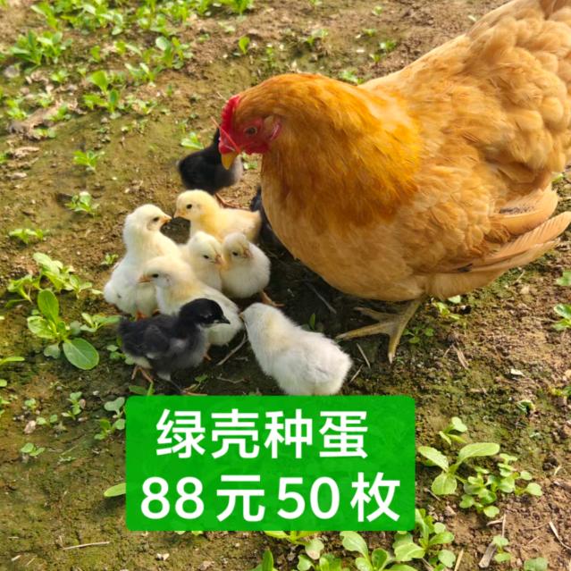 全国顺丰发活鸡，包活到家