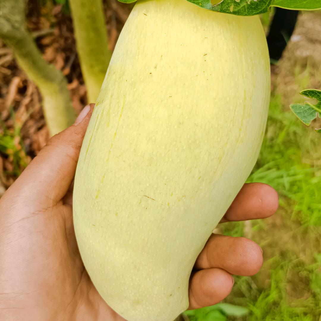 江湖浪人