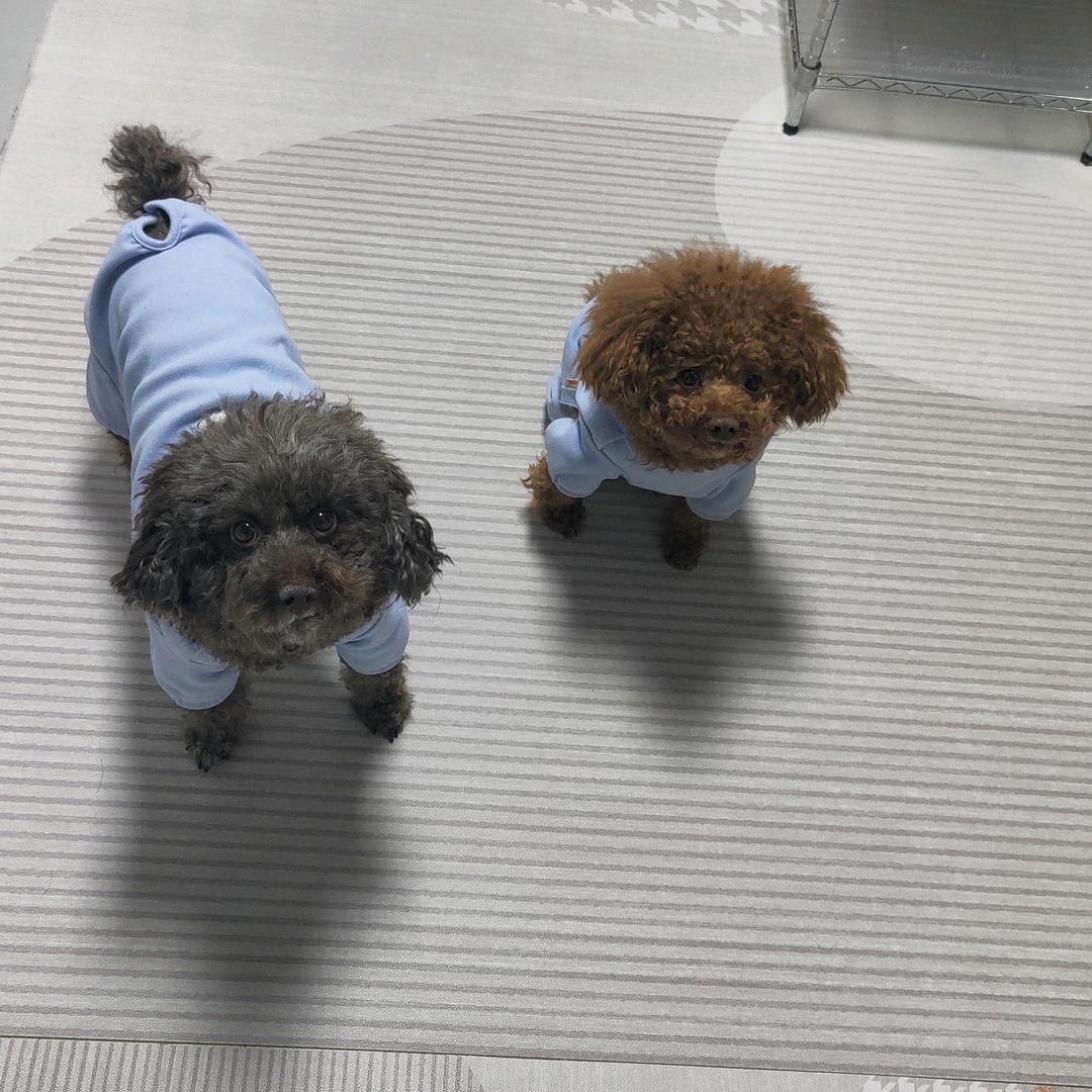 我是球球呀