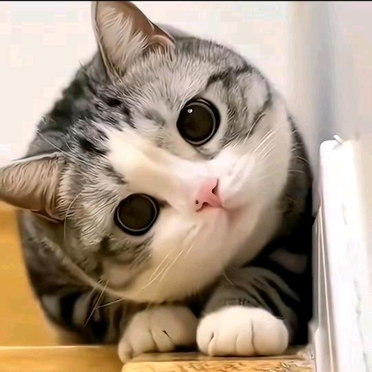 猴赛雷🐬