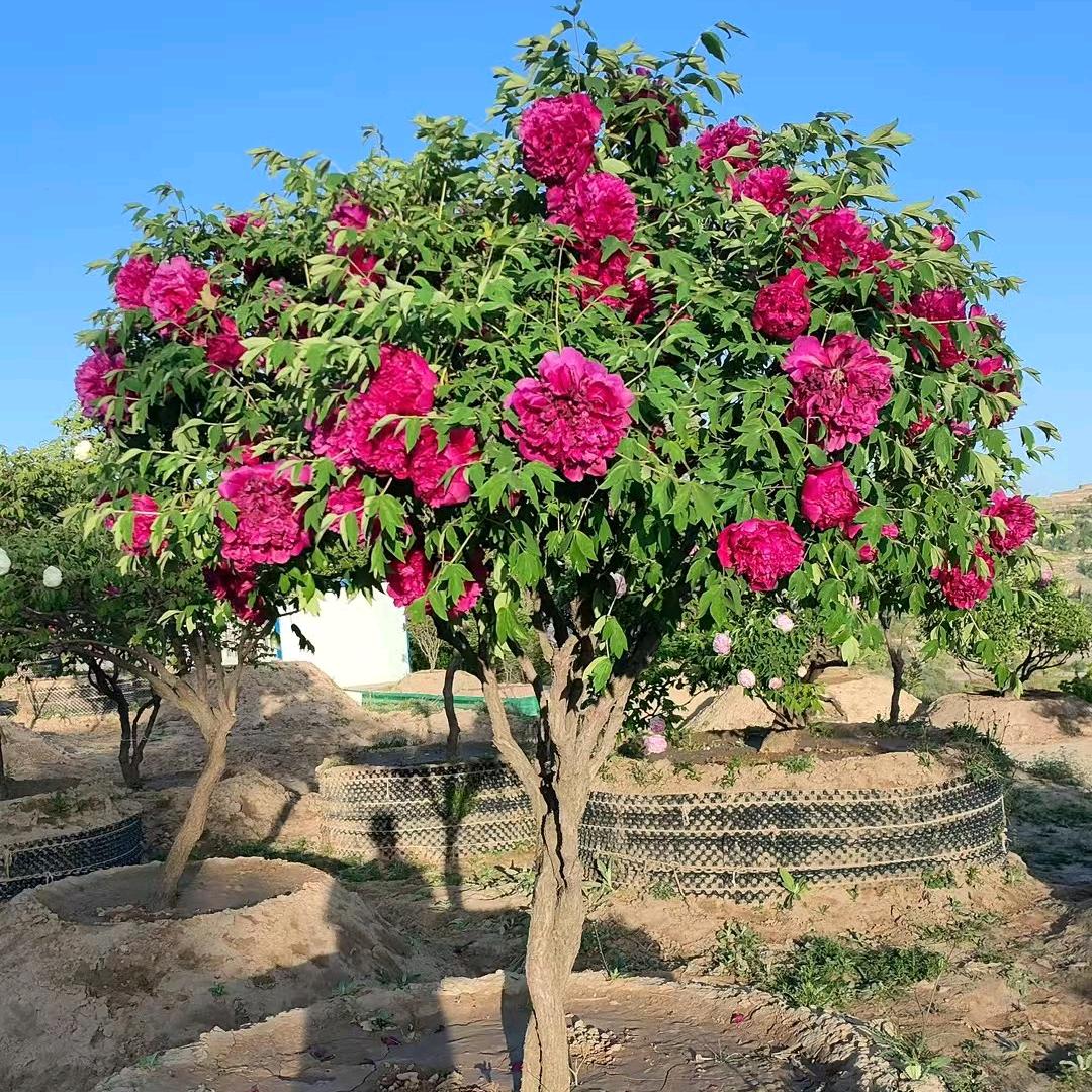 牡丹界的扛把子。