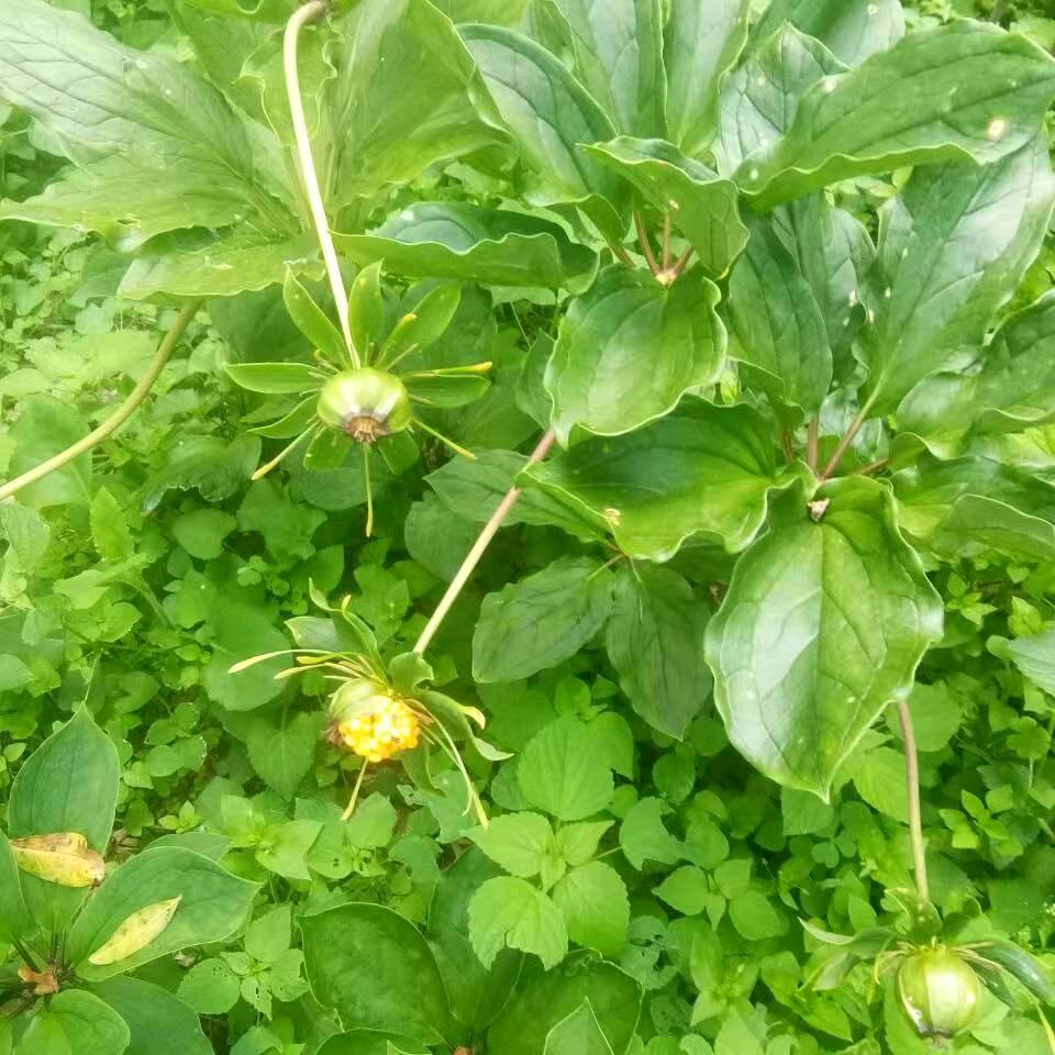 烟花🎆再美终成灰