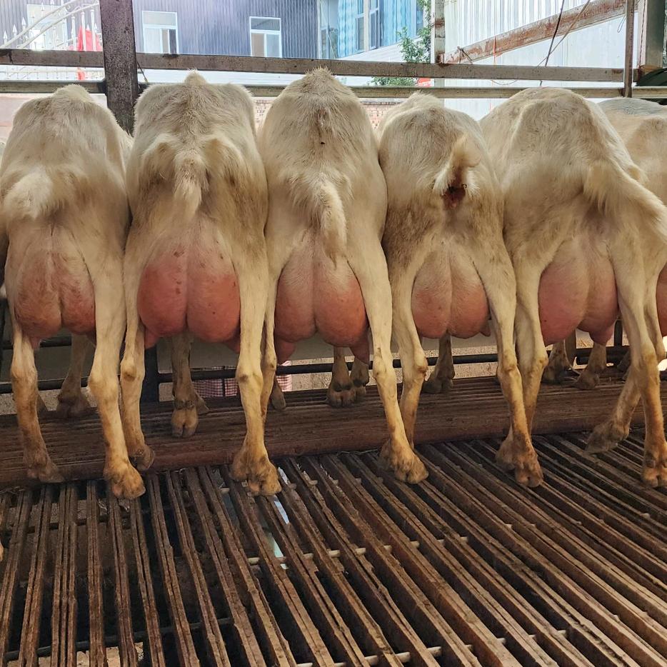 富平县荣钰奶山羊！