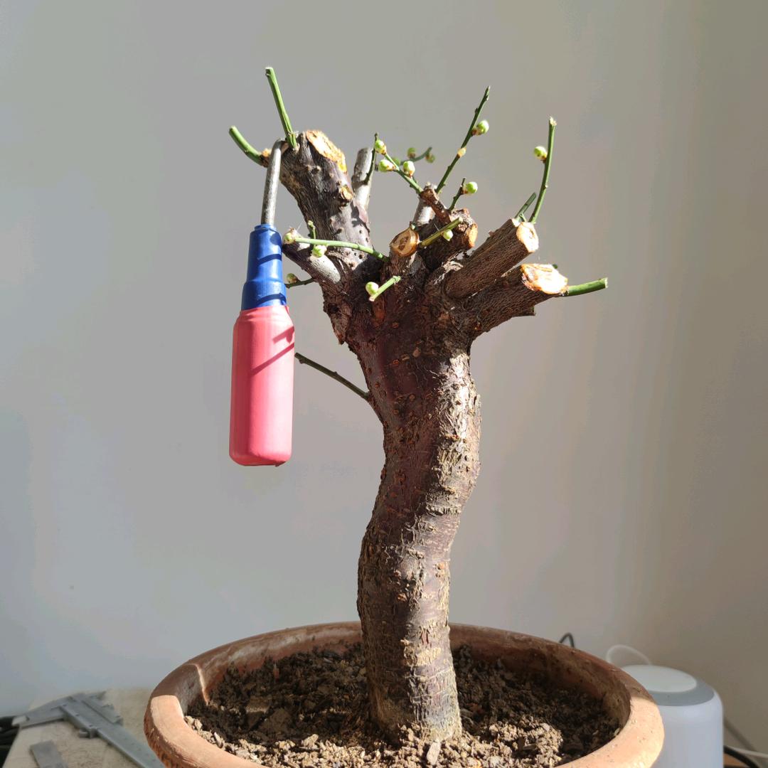 十年盆栽☘✘🍊✘