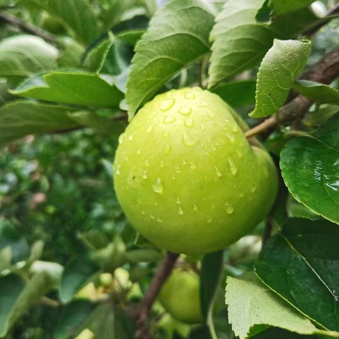 水果哥