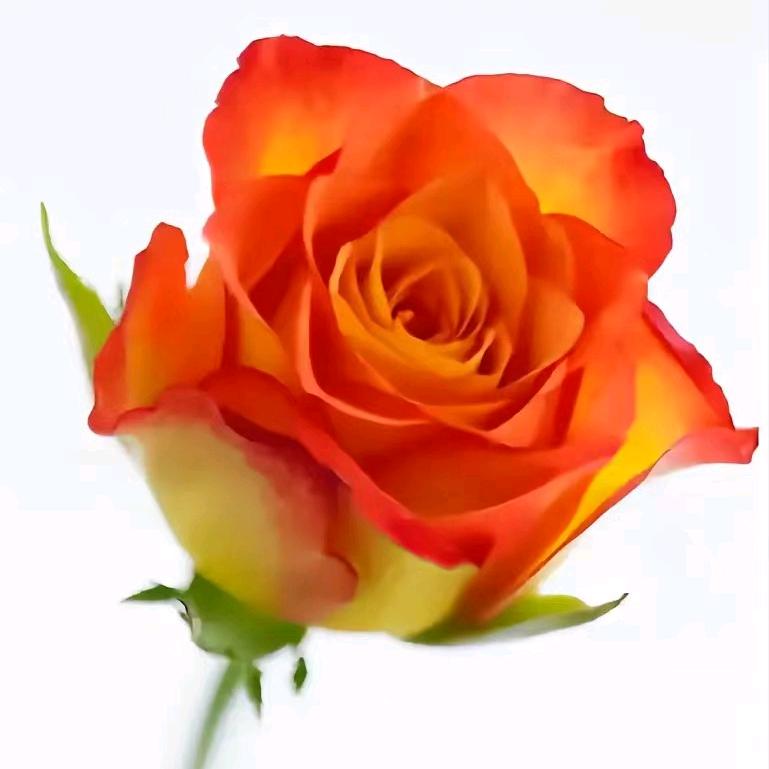 尚花花啦啦啦啦